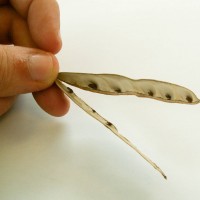 False Acacia